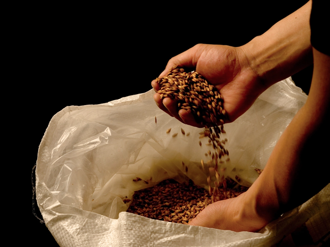 画像：袋から取り出される麦芽